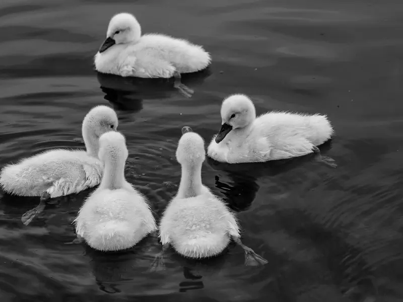 image de l'article : Agilité en famille : Rétrospective